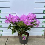 Rododendron hybridný (Rhododendron hybridum) ´ROSEUM ELEGANS´ - výška 30-50 cm, kont. C4L